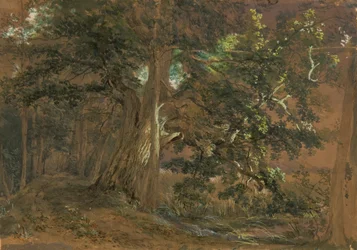 Interior da floresta perto de Lundenburg (grupo de maples num lago de montanha)