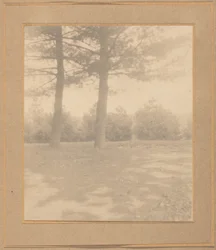 paisagem com árvores