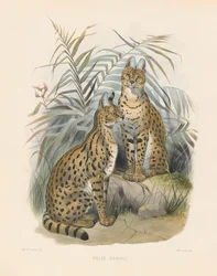 Serval africano (Felis serval)