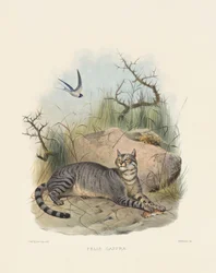Gato selvagem africano (Felis caffra)