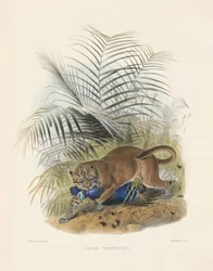 Gato dourado asiático (Felis temminckii)