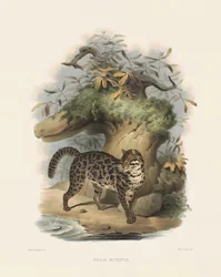 Gato leopardo asiático (Felis scripta)