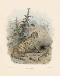 Gato selvagem asiático (Felis ornata)