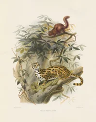 Gato de Bengala (Felis bengalensis)