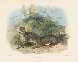 Gato-bravo (Felis rufa)
