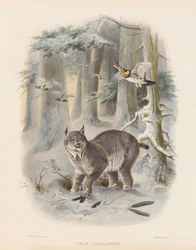 Lince canadiano (Felis canadensis)