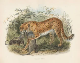 Chita com crias (Cynaelurus jubata)