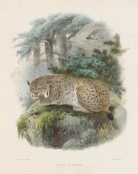 Lince da Eurásia (Felis cervaria)