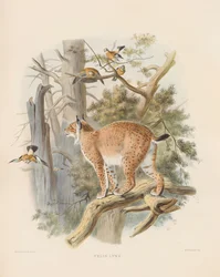 Lince da Eurásia (Felis lynx)