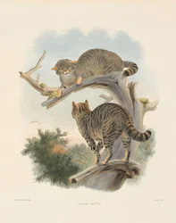 Gato selvagem europeu (Felis catus)