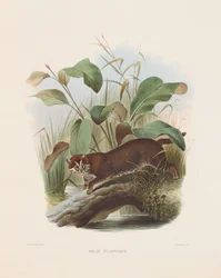 Gato de cabeça chata (Felis planiceps)