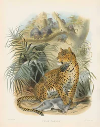 Leopardo (Felis pardus)