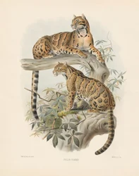 Gato-marmoreado (Felis diardi)