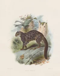 Gato-marmoreado (Felis tristis)
