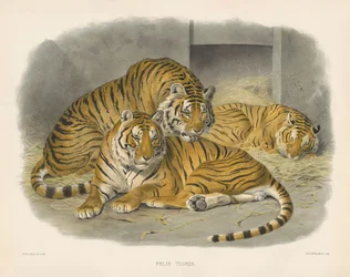 Tigre real de Bengala (Felis tigris)