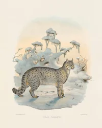 Lince das estepes (Felis caudatus)
