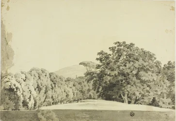 Paisagem arborizada
