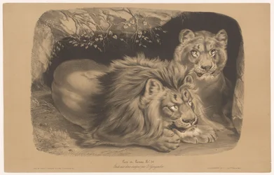 leão e leoa Lion et Lionne (título no objeto) Estudos em animais em dois tipos de giz (título da série) Etude aux deux crayons par Z. Gengembre (título da série no objeto)