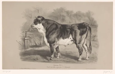 Touro num prado
Taureau (título sobre o objecto)
Estudos com animais em dois tipos de giz (título da série)
Étude aux deux crayons par Z. Gengembre (título da série sobre o objecto)