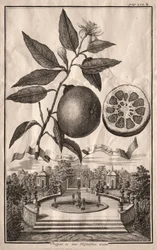 Nurnbergische Hesperides: Aranzo de fior double, 1714.