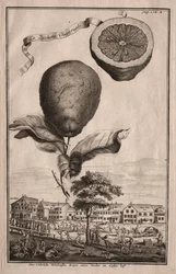 Nurmbergische Hesperides: A Luchetta Imoperiale