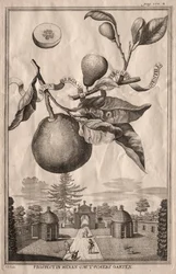 Nurmbergische Hesperides: Limon bergamota personzin gientile