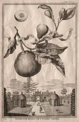 Nurnbergische Hesperides: Limon bergamot personzin gientile, 1714.