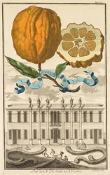 Nurmbergische Hesperides: No185 - Sweet Striated Aranzo. Palazzo del N. H. Fonte em Noventa, c1708.