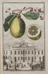 Nurnbergische Hesperides: No. 125 - Limon Ponzino de Neapoli. Palazzo del N. H. Cornaro em Fiesso