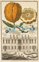 Nurmbergische Hesperides: No. 185 - Sweet Striated Aranzo. Palazzo del N. H. Fonte em Noventa