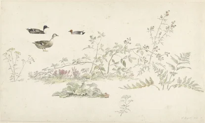 Folha de estudo com plantas e aves aquáticas