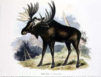 O pub de ilustração educacional Elk (Cervus alces), da Sociedade para a Promoção do Conhecimento Cristão