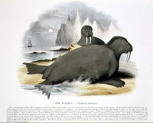 The Walrus (Trichecus rosmarus) pub de ilustração educacional pela Sociedade para a Promoção do Conhecimento Cristão