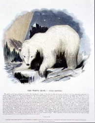 O Urso Branco (Ursus maritimus) pub de ilustração educacional da Sociedade para a Promoção do Conhecimento Cristão