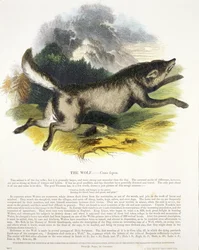 O pub de ilustração educacional lobo (Canis lupus). pela Sociedade para a Promoção do Conhecimento Cristão, 1843 (aquatint)
