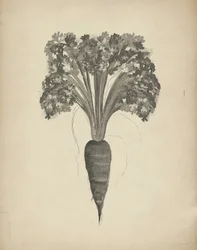 Desenho botânico de uma cenoura