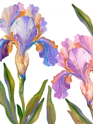 Flores de íris coloridas