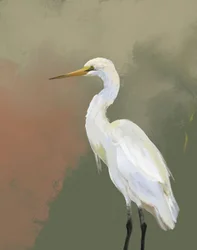 Retrato de uma garça elegante
