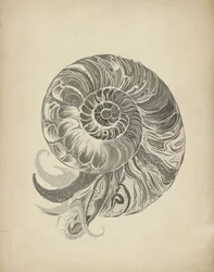 A intrincada espiral do nautilo