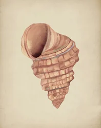 Estudo sobre conchas em espiral