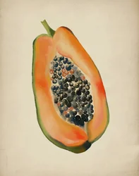 Meia papaya vibrante