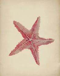 Estrela-do-mar rosa vintage