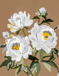 Flores de peónia branca