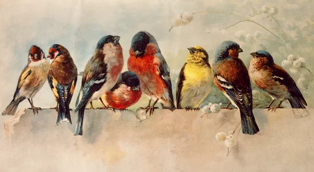 Aves