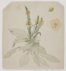 Blooming King Candle (sala de verbos)