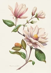 Flores de magnólia coradas