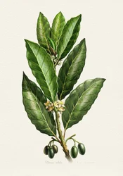 Folhas e frutos botânicos
