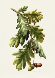 Bolotas de carvalho botânicas