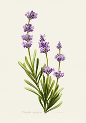 Elegante Lavanda Botânica