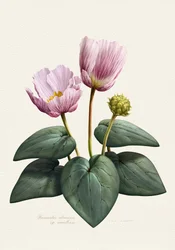 Flores botânicas elegantes em tons de rosa